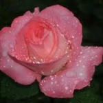 ピンクの薔薇