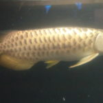 開運龍魚