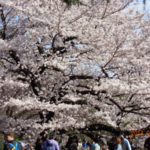 新宿御苑でお花見