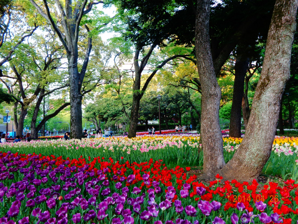 横浜公園