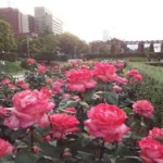 薔薇