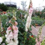 山下公園のジギタリス