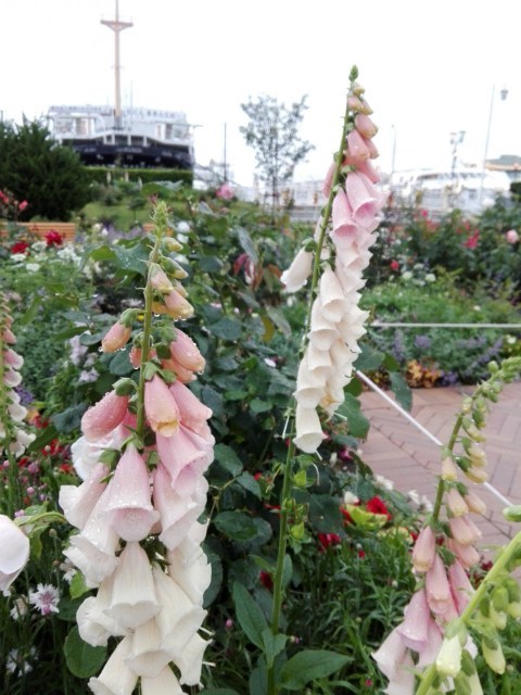 山下公園のジギタリス