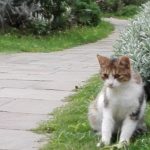 丘公園の猫