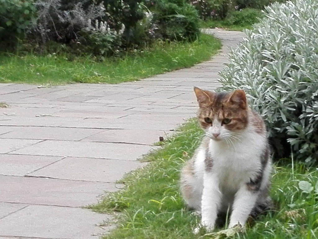 丘公園の猫