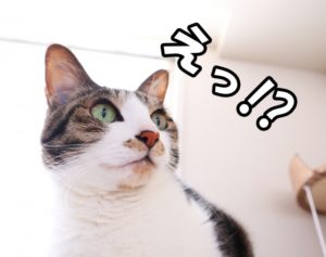 秋月美南プロフィール
